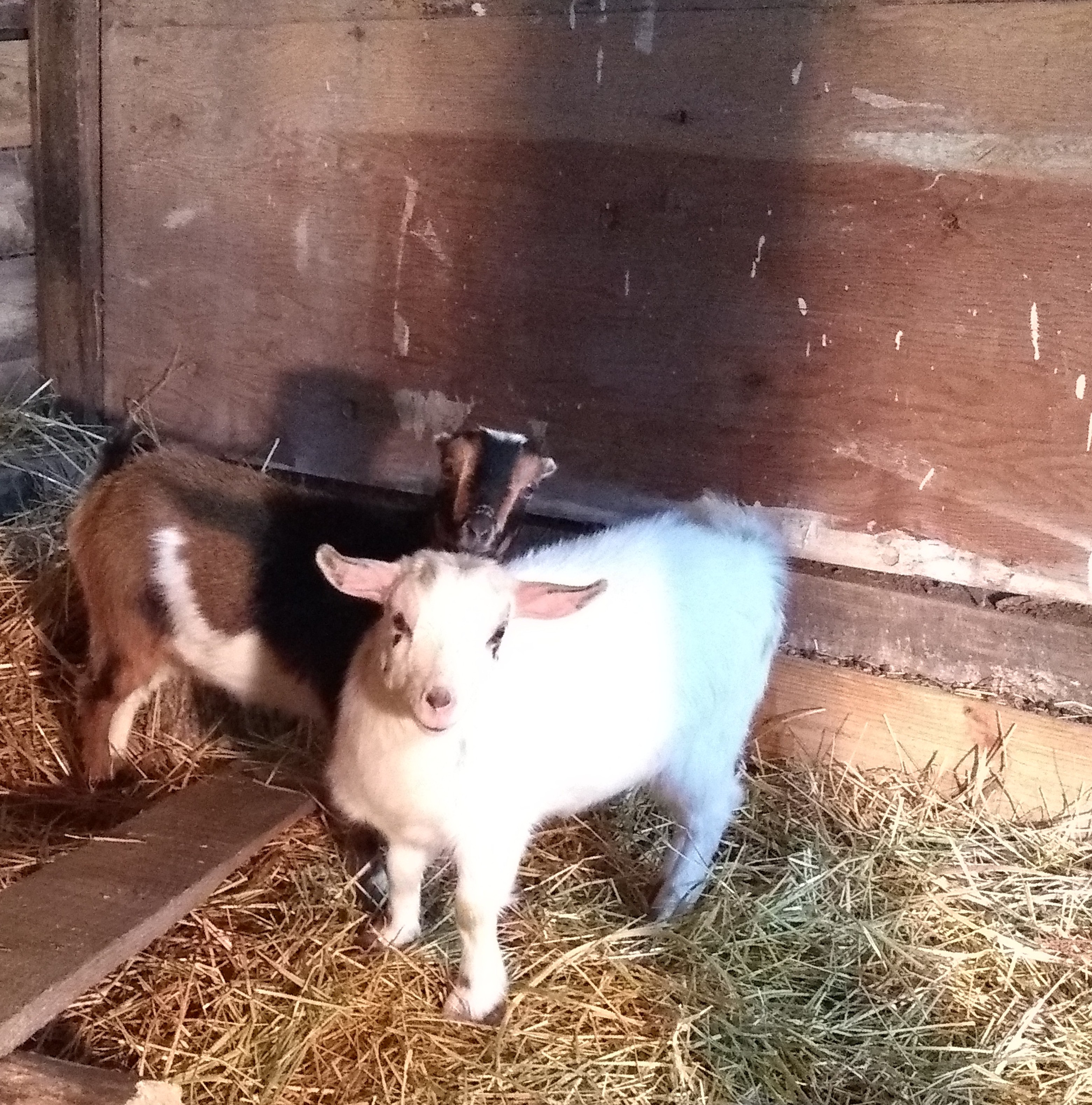 IMG_20191208_154315749