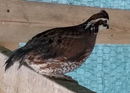 quail